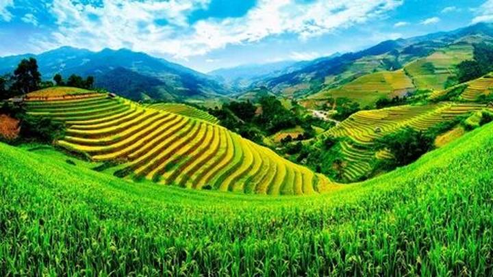 Loại cá được khen 